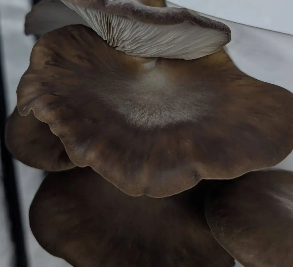 Fresh Black Pearl mushrooms grown in West Devon
