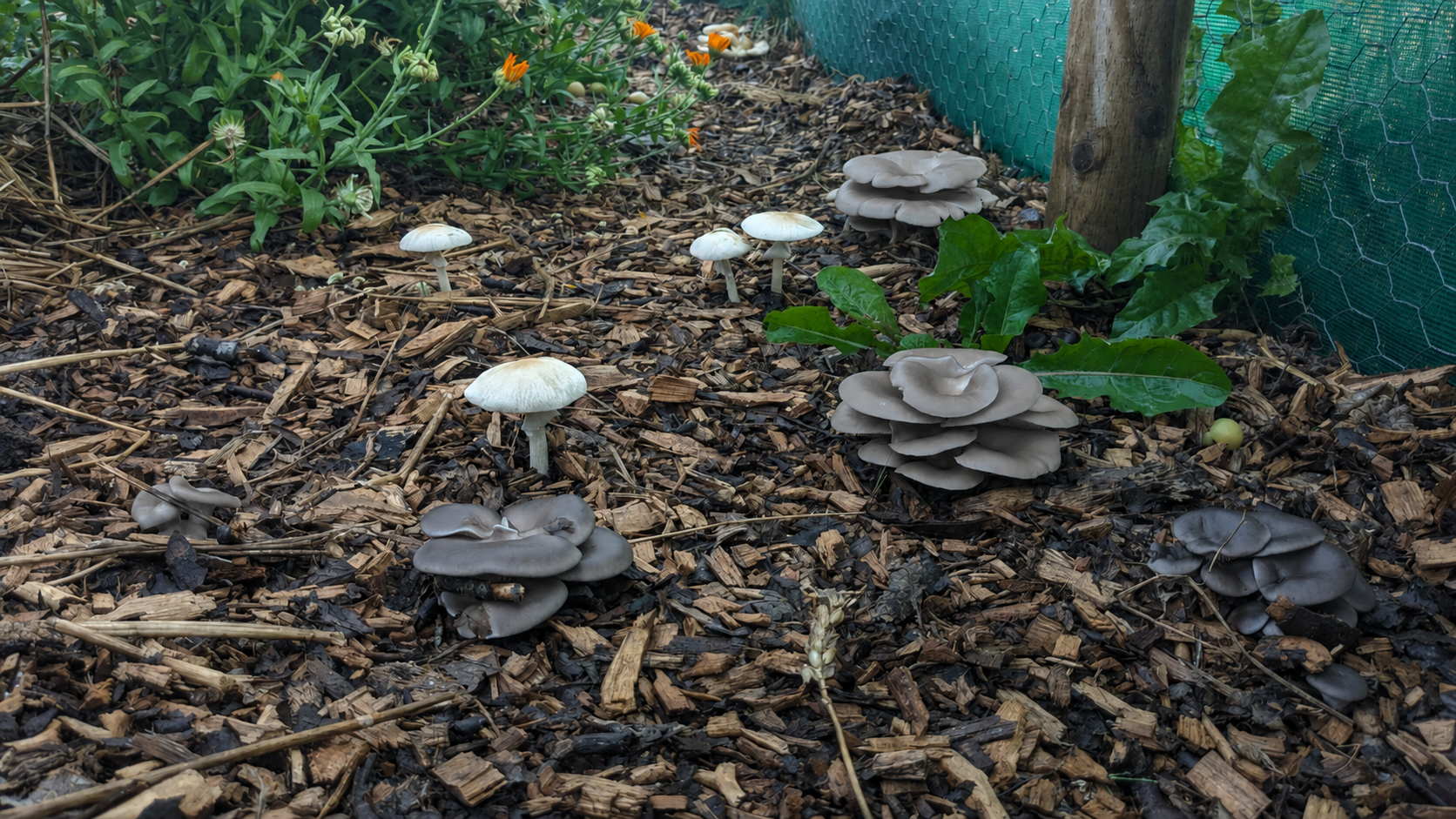 Spent mushroom substrate helping to build soil, with native-toned oyster mushrooms