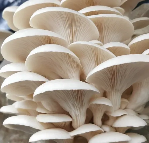 Fresh White Elm Oyster mushrooms grown in West Devon