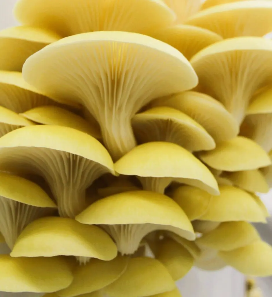 Fresh Golden Oyster mushrooms grown in West Devon