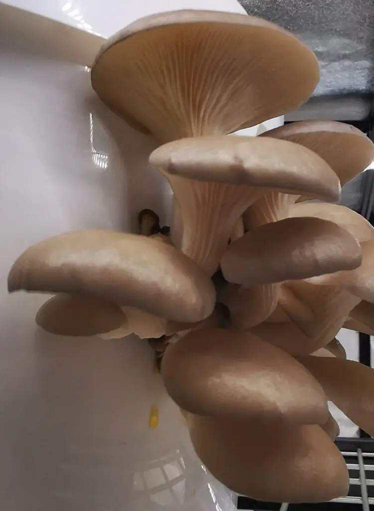 Fresh Grey Oyster mushrooms grown in West Devon