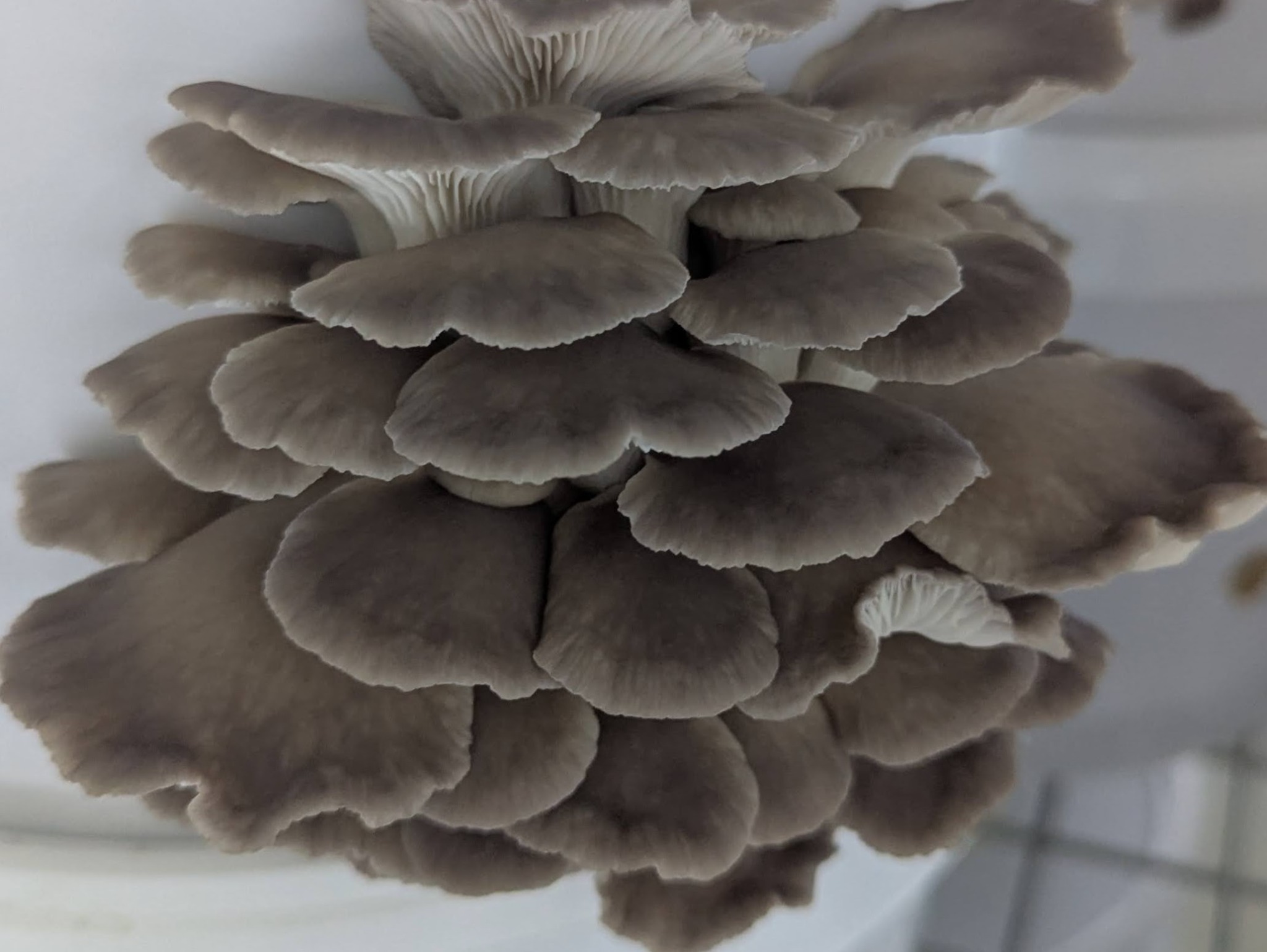 Fresh Phoenix Oyster mushrooms grown in West Devon