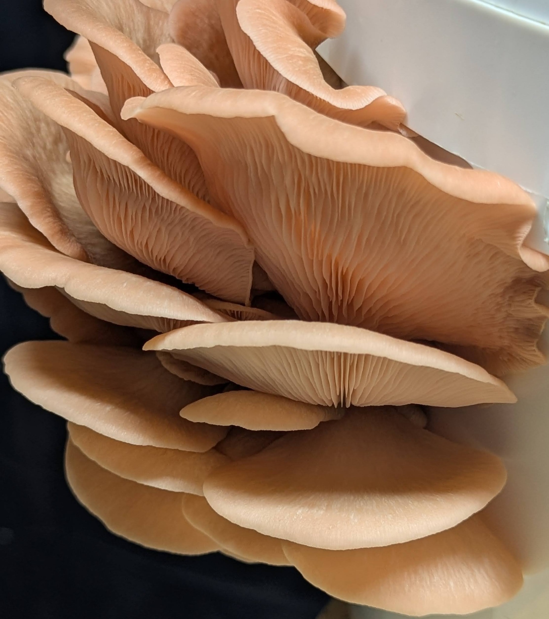 Fresh Pink Oyster mushrooms grown in West Devon