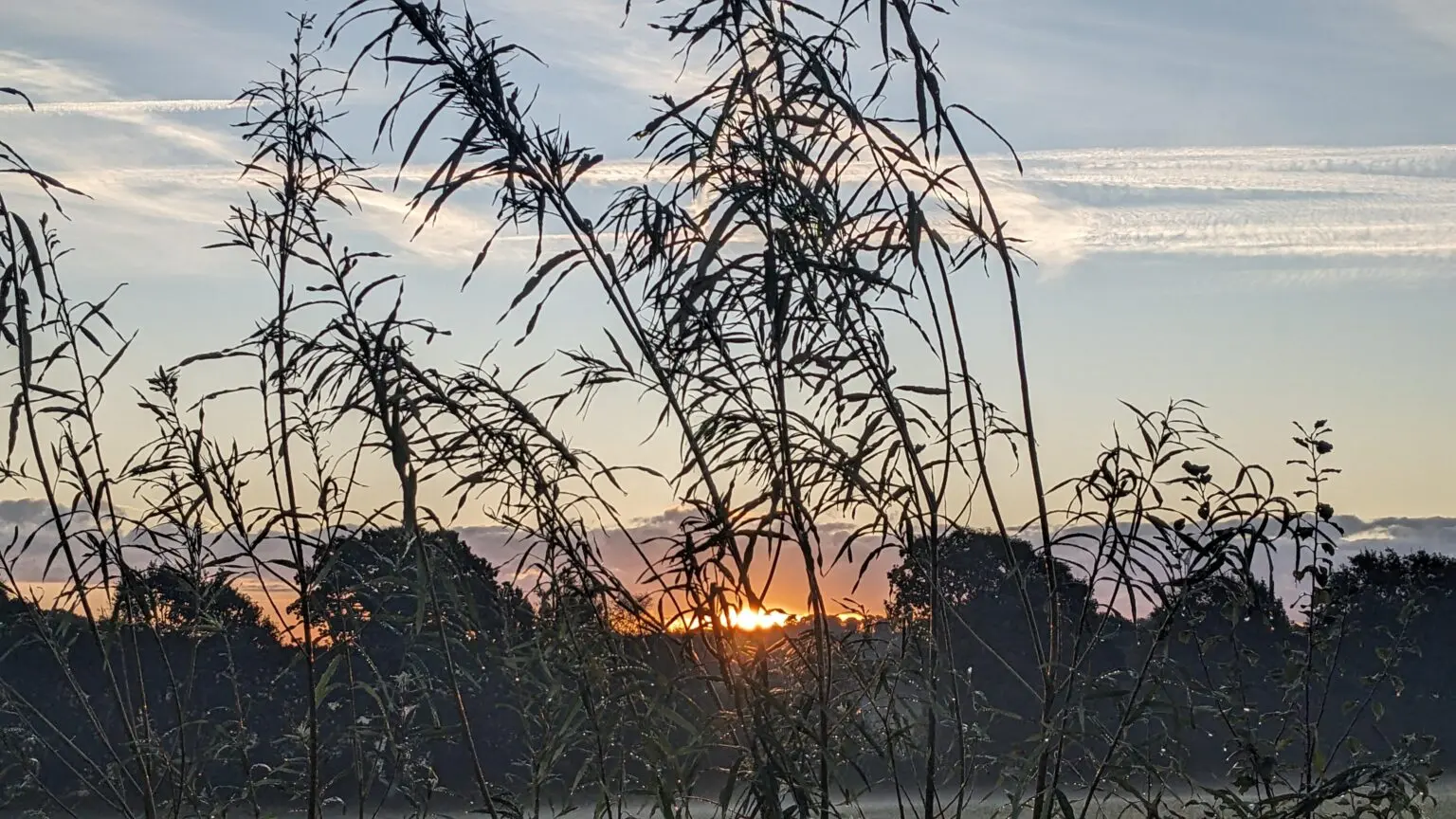 Willow growing at Willow Chip Farm
